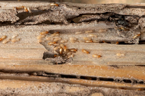 Best Pest Removal Services  in Snead, AL
